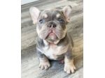 BULLDOG FRANCESE CUCCIOLI BLU TAN - Pag. agevolato