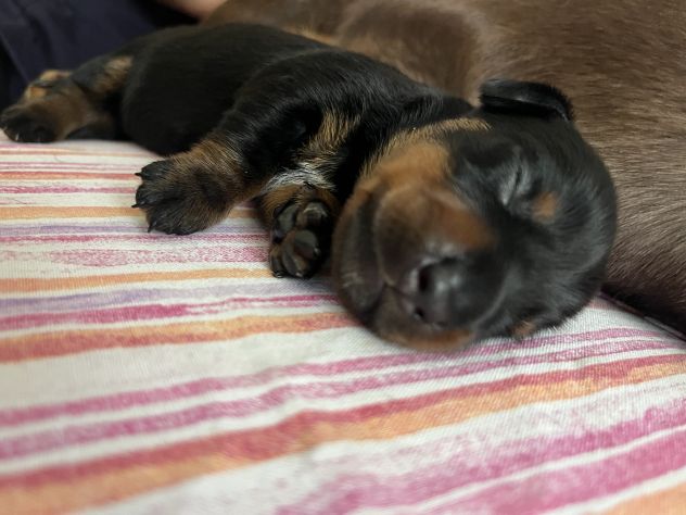 Cucciolo bassotto tedesco nano - Foto 5