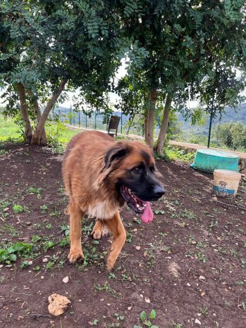 Gibbo simil Leonberger - Foto 3