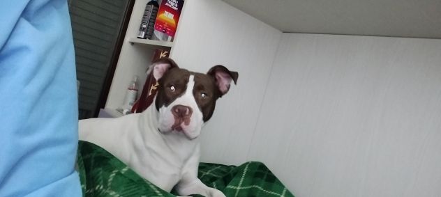 American Pittbull Terrier - Foto 6