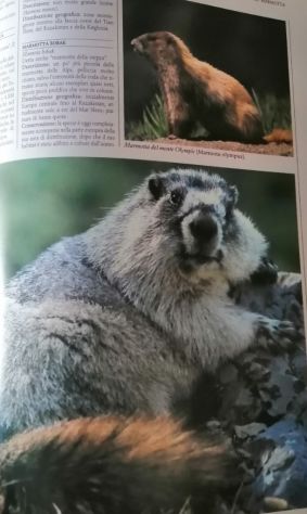 Gli Animali e il loro Ambiente - Le Montagne - Selezione dal Reader's Digest 199 - Foto 5