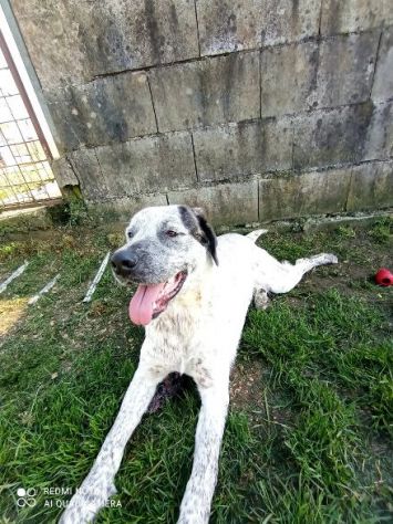 CUCCIOLONE IN ADOZIONE: JAGO - Foto 9