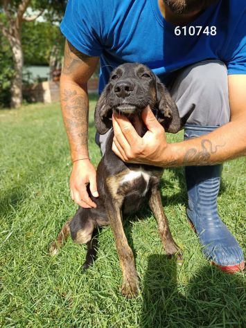 DUCA CANE IN ADOZIONE - Foto 2