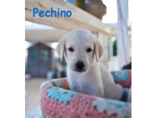 Pechino e Ginevra, cuccioli simil labrador in adozione