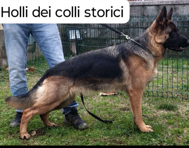 Cucciole di pastore tedesco