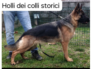 Cucciole di pastore tedesco