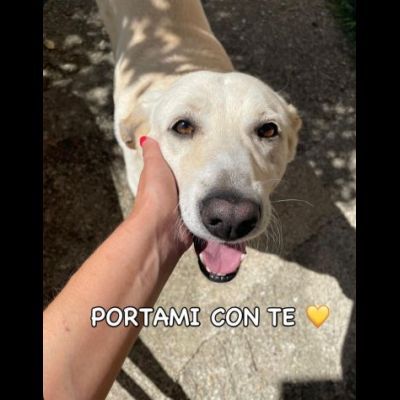 Splendida EDWIGE SIMIL LABRADOR CANE IN ADOZIONE