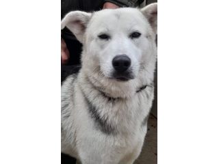 Oscar bellissimo mix husky in adozione