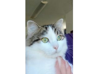 Dafne meravigliosa gattina dal manto bianco