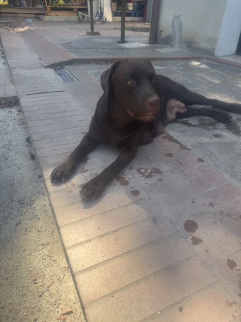 Cuccioli di Labrador miele e neri a Spoleto (PG) - Foto 9