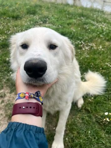 GERICO UNA MERAVIGLIA IN GABBIA, CANE IN ADOZIONE - Foto 9