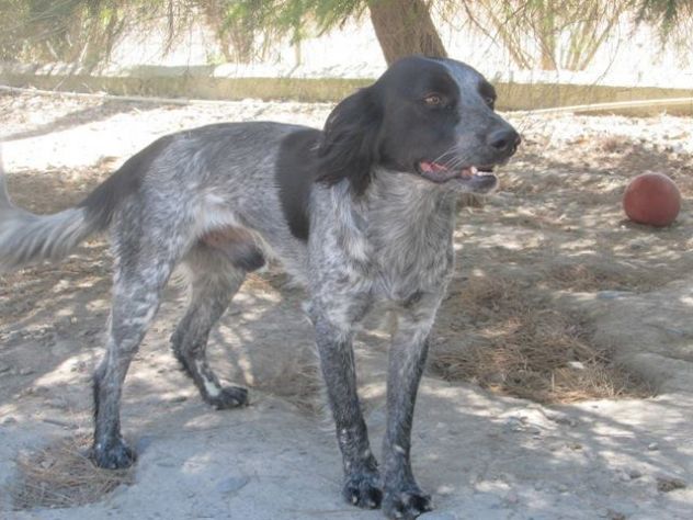 ALBERTINO, dolcissimo cagnolino - Foto 3
