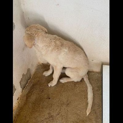 ETTORE L' OCCASIONE PER APRIRSI ALLA VITA CUCCIOLO IN ADOZIONE - Foto 5