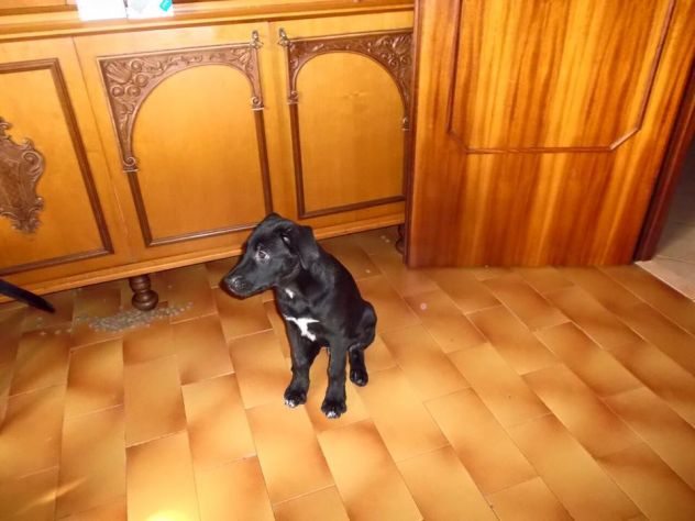 Sette cuccioloni deliziosi in cerca di casa - Foto 4