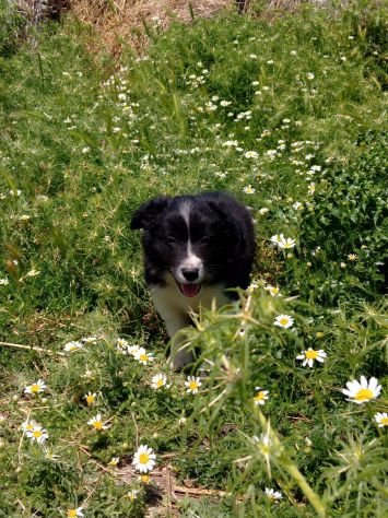 Cuccioli Border Collie - Foto 4