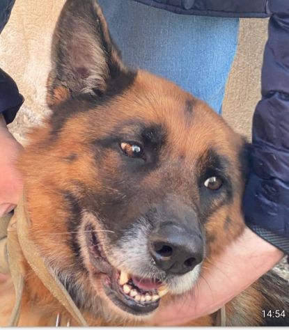 Pastore Tedesco 5anni e 1/2 rimasta sola.SUD SOS - Foto 3