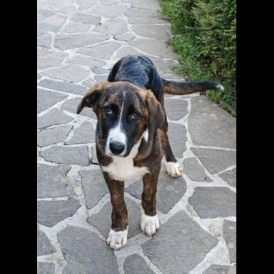 DANA E BERNA CUCCIOLE IN ADOZIONE - Foto 8