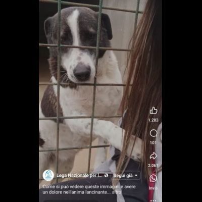 PETRA IL DOLORE DELL' ANIMA CAGNOLINA IN ADOZIONE - Foto 4