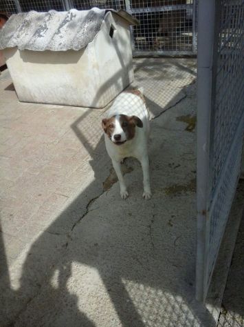 FILIPPA, morbidissima cagnolina - Foto 2