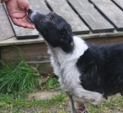PATTY, quel che resta di un border collie - Foto 3