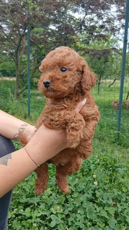 Barboncino Nano - Foto 3