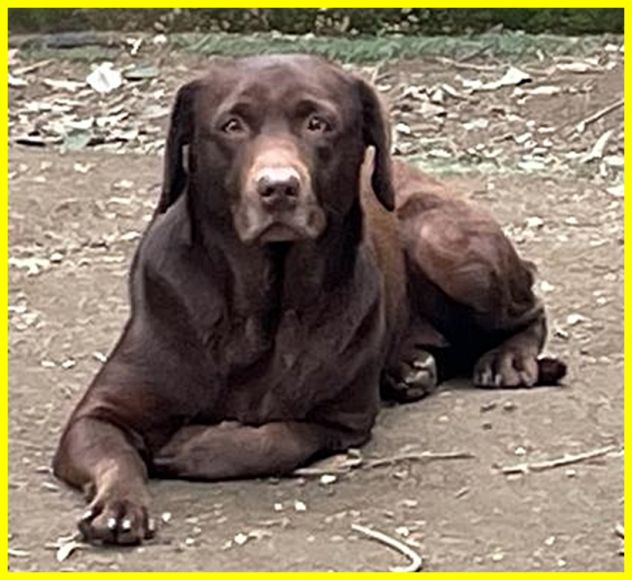 KUBRA labrador chocolate cieca e spaventata - Foto 3