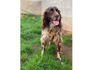 Zefiro un cane buono e dolce come lo zucchero
