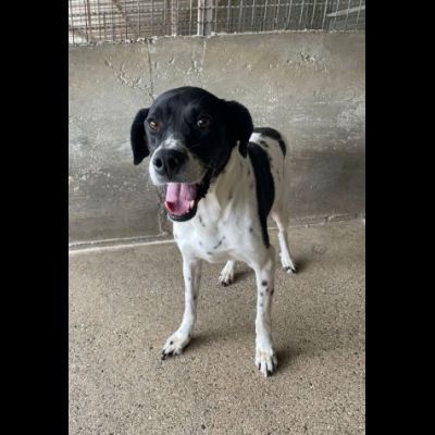 POINT COCCOLONE, DELICATO, POINTER, CANE IN ADOZIONE - Foto 3