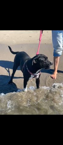 Sasha: giovane mix Amstaff. Adozione o stallo - Foto 8