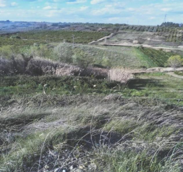 Immobile in asta di 35921 m² in vendita a Scanzano Jonico - Foto 4