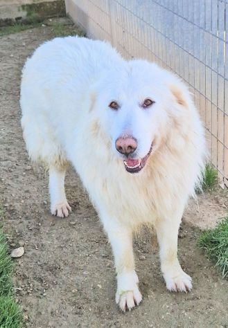 Molly,non deve spegnersi in canile... - Foto 7
