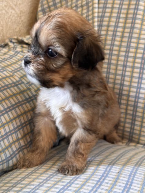 Cuccioli di cane Shihpoo - Foto 2