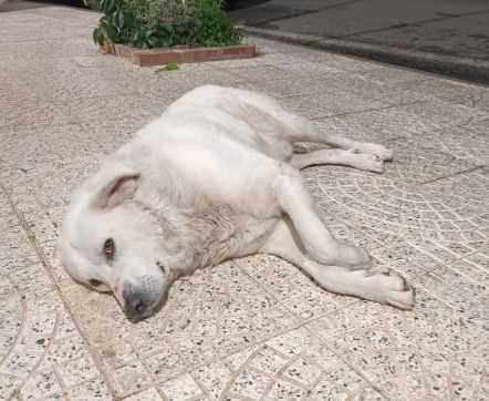 Maremmano anzianetto NN LO VOGLIONO+IN STRADA! CALABRIA - Foto 6