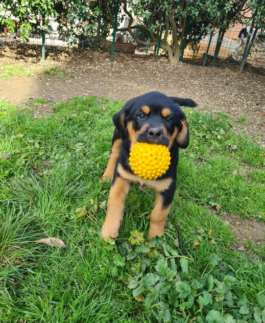 ANNABELLE, dolcissima mix ROTTWEILER! 2 MESI E MEZZO. - Foto 7