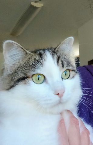 Dafne gattina dal manto bianco e grigio - Foto 7