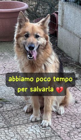 LAICA 3 ANNI SIMIL PASTORE TEDESCO PELO LUNGO STA SEMPRE SOLA LEGATA IN CAMPAGNA - Foto 4