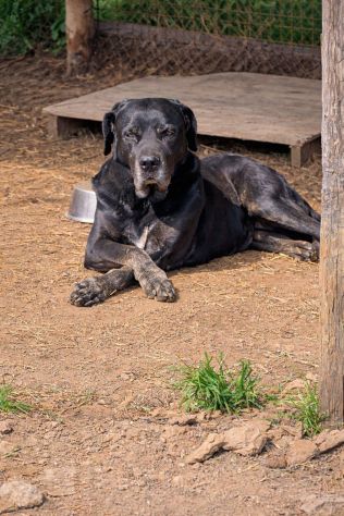 Black Jack un cane vincente - Foto 2