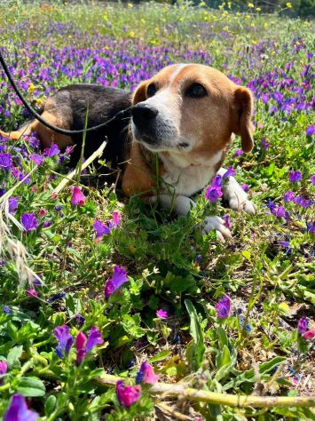 Penny beagle taglia piccola 10 kg - Foto 5