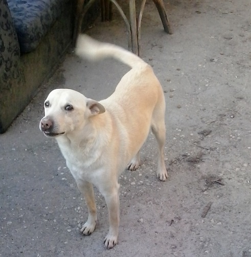 4 dolcissimi cagnolini di taglia piccola - Foto 2