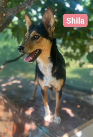 DIANA E SHILA  CAGNOLINE IN ADOZIONE - Foto 2