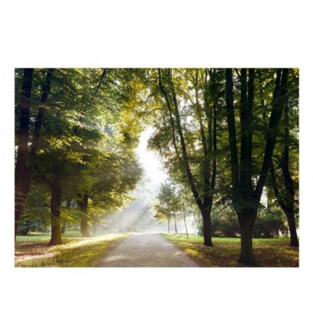 Fotomurale Adesivo Sulla Strada Verso La Foresta Arredalacasa - Foto 2
