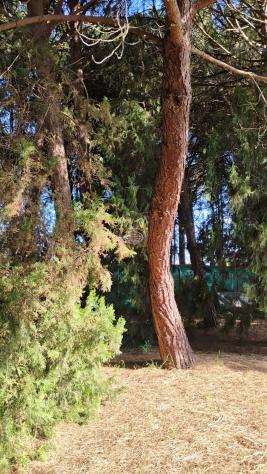 CERVIA ( Montaletto ): PINETA SECOLARE ( terreno agricolo ) ideale per CASA MOBILE su ruote o camper - Foto 2