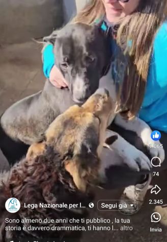 SILVESTRO DESIDERIO DI CAREZZE CANE IN ADOZIONE - Foto 7