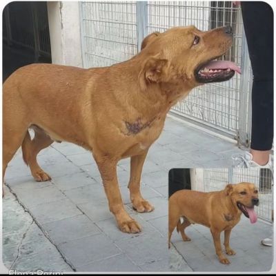 RED CERCA SALVEZZA CANE IN ADOZIONE - Foto 2