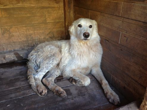 Cucciolotti in cerca di casa URGENTE! - Foto 2