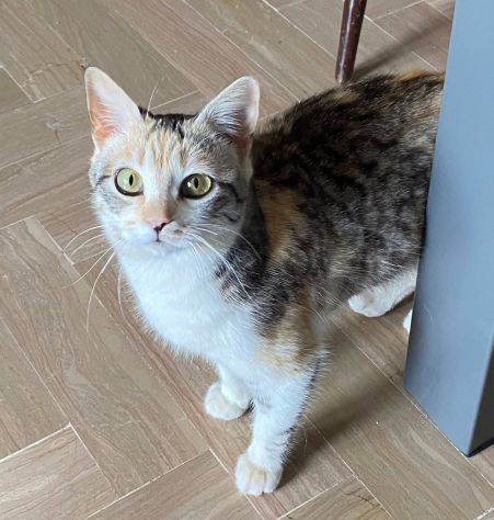 IRIDELLA, dolce micina in adozione! - Foto 7