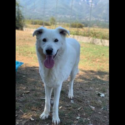 DIMENTICATI DAL MONDO NIKO CANE IN ADOZIONE - Foto 5