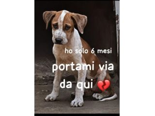 ARYA CUCCIOLA PITBULL 6 MESI