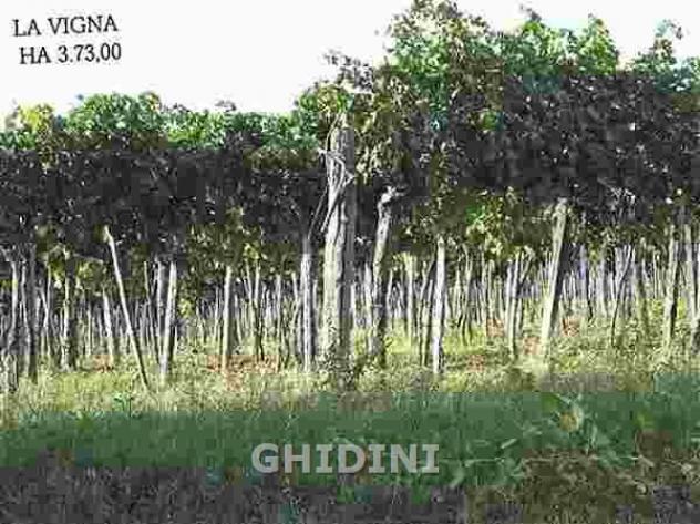 TERRENO AGRICOLO di 10 vani e di 310 mq (ROCCASTRADA - MONTEMASSI) rif. 1891.260M - Foto 17
