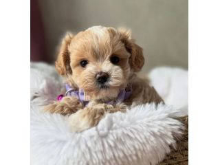 MALTIPOO CUCCIOLI DISPONIBILI - pagamento agevolato